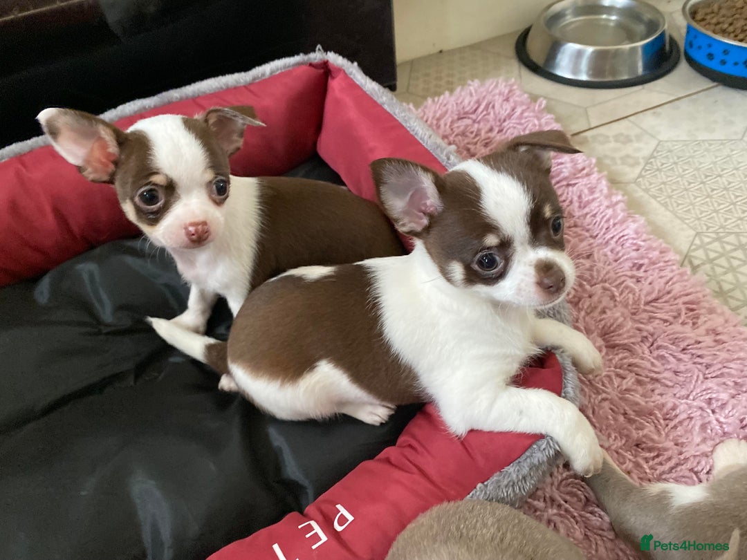 Chihuahua dogs for sale: Chihuahua Puppies For Sale - Advert 6