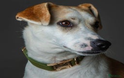 Mixed Breed dogs for adoption: Meet Freya, currently residing in Ormskirk  - Image 1