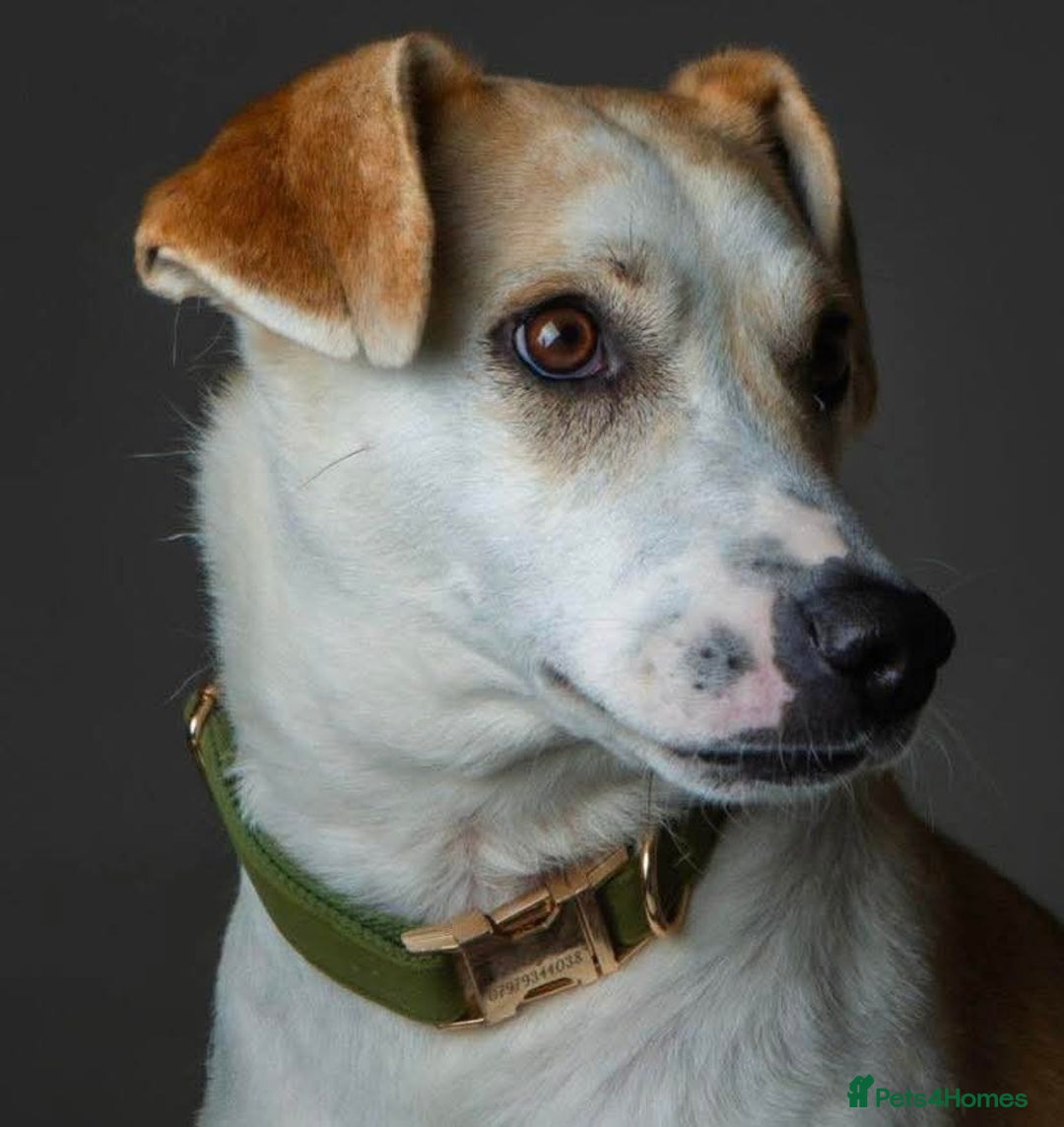 Mixed Breed dogs for adoption: Meet Freya, currently residing in Ormskirk  - Image 1