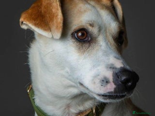 Mixed Breed dogs - Advert 39