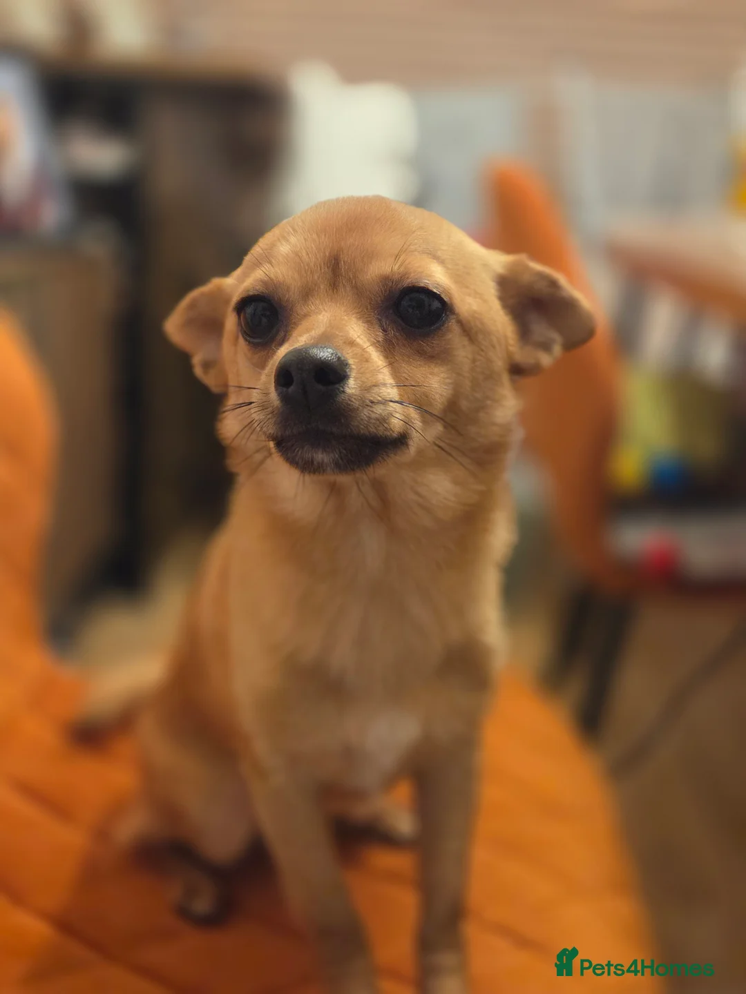 Pomchi dogs for sale: Beautiful poaching girl needing her forever home  - Advert 4