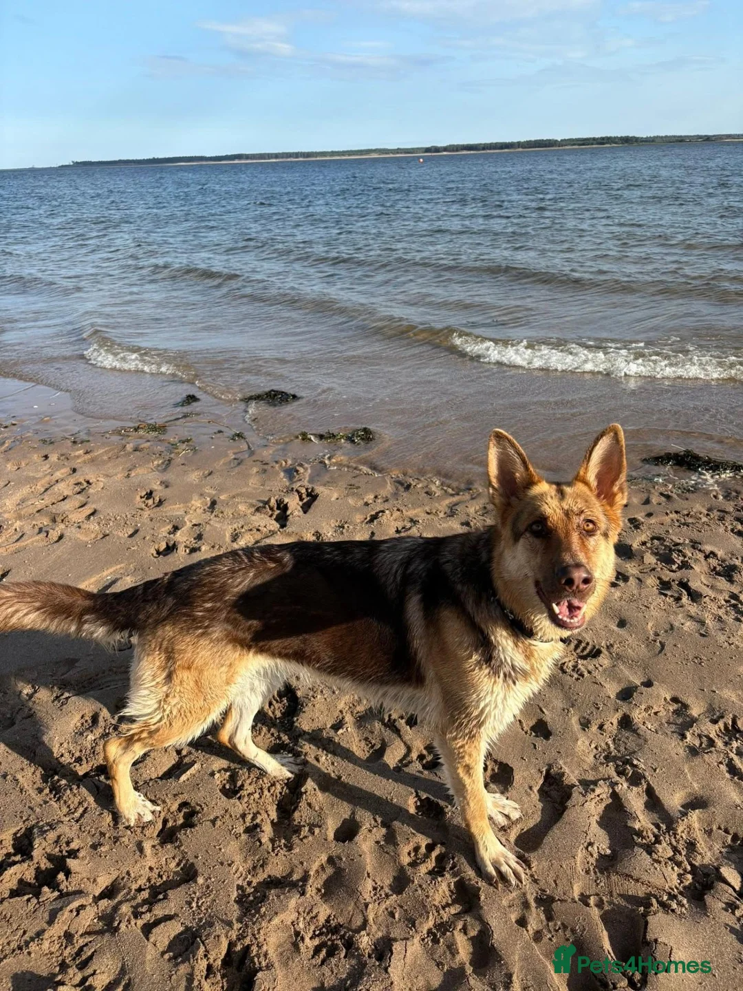 German Shepherd dogs for sale: PLANNED LITTER in Carnoustie - Advert 1