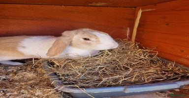 Mini Lop rabbits - Advert 1