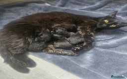 British Shorthair cats for sale: 4 beautiful kittens for sale  - Image 22