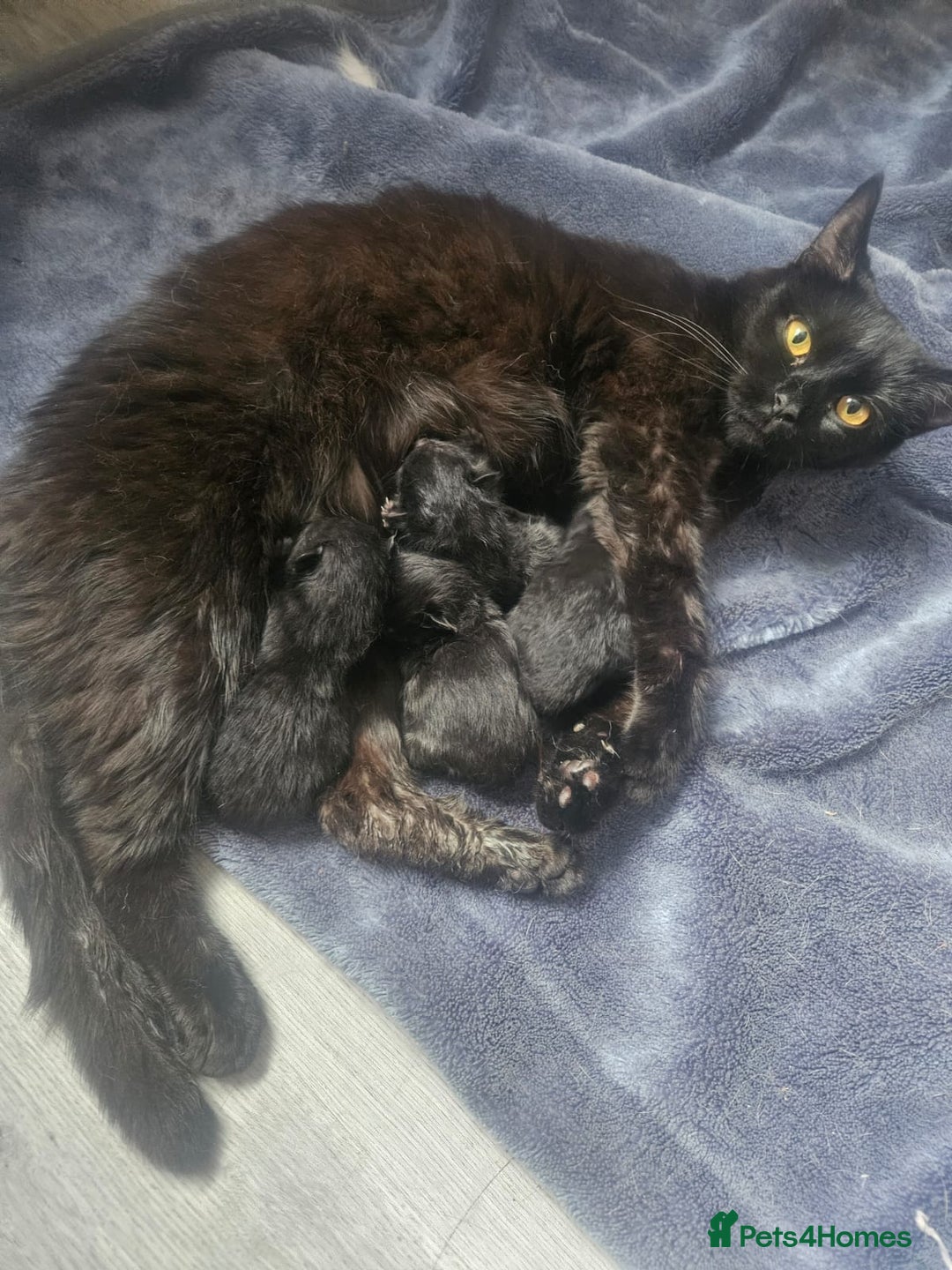 British Shorthair cats for sale: 4 beautiful kittens for sale  - Image 22