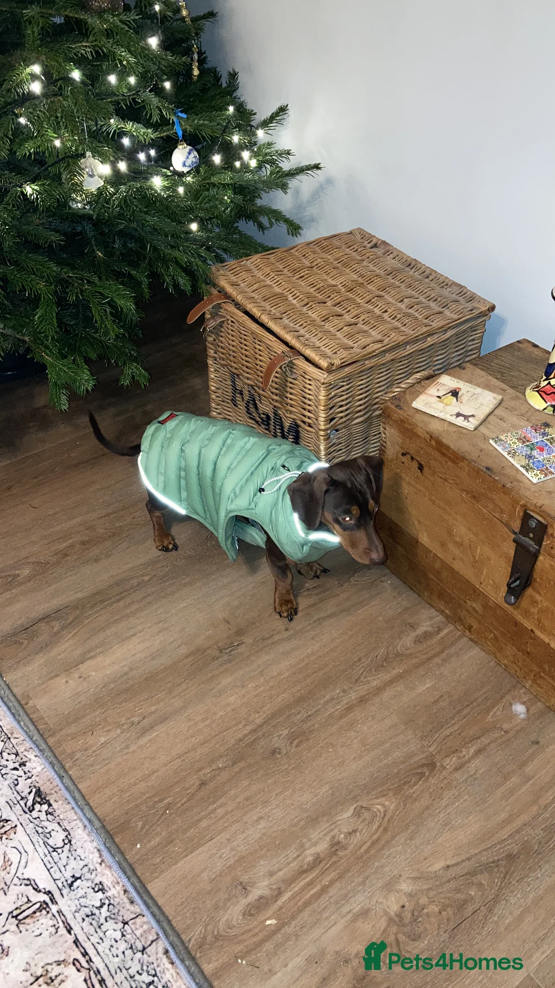 Miniature Dachshund dogs for stud: Miniature Dachshund for stud - Advert 6