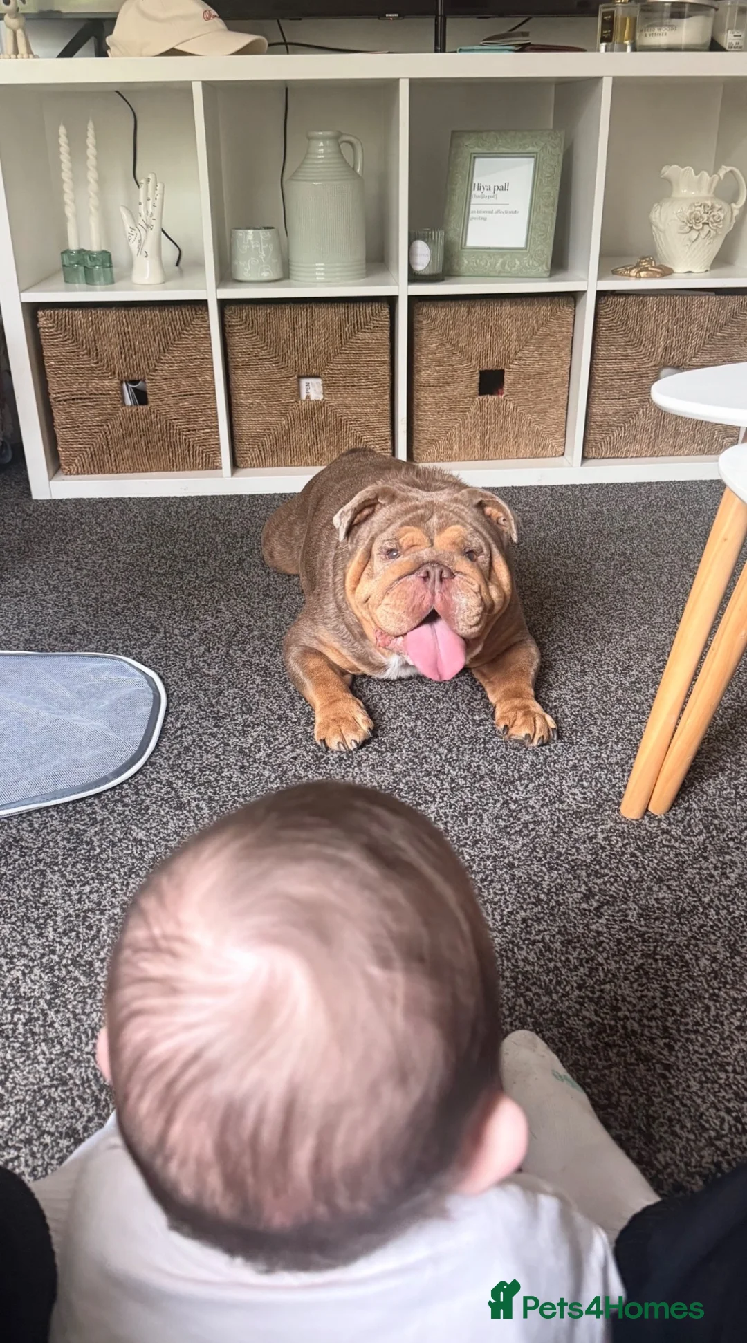 English Bulldog dogs for stud: STUD ENGLISH BULLDOG  - Advert 2