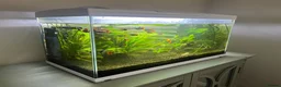 Other/Mixed Breed fish for sale: Fish tank with assorted fish  in Farnham - Advert 6