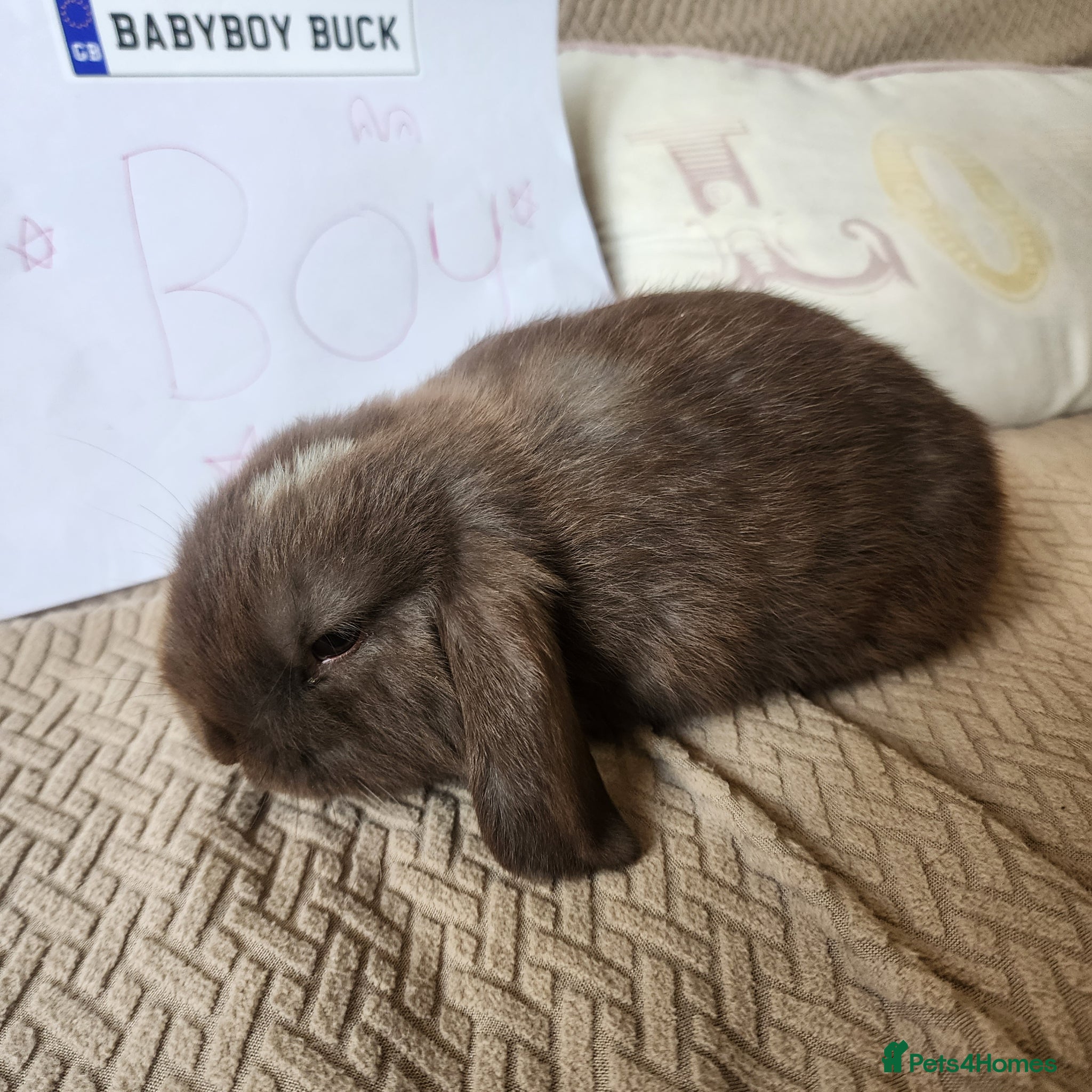 Mini Lop rabbits Stunning Mini Lops from Keeper's Mini Lops  - Advert 1