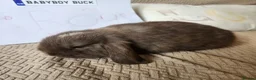 Mini Lop rabbits for sale: Stunning Mini Lops from Keeper's Mini Lops  - Advert 1