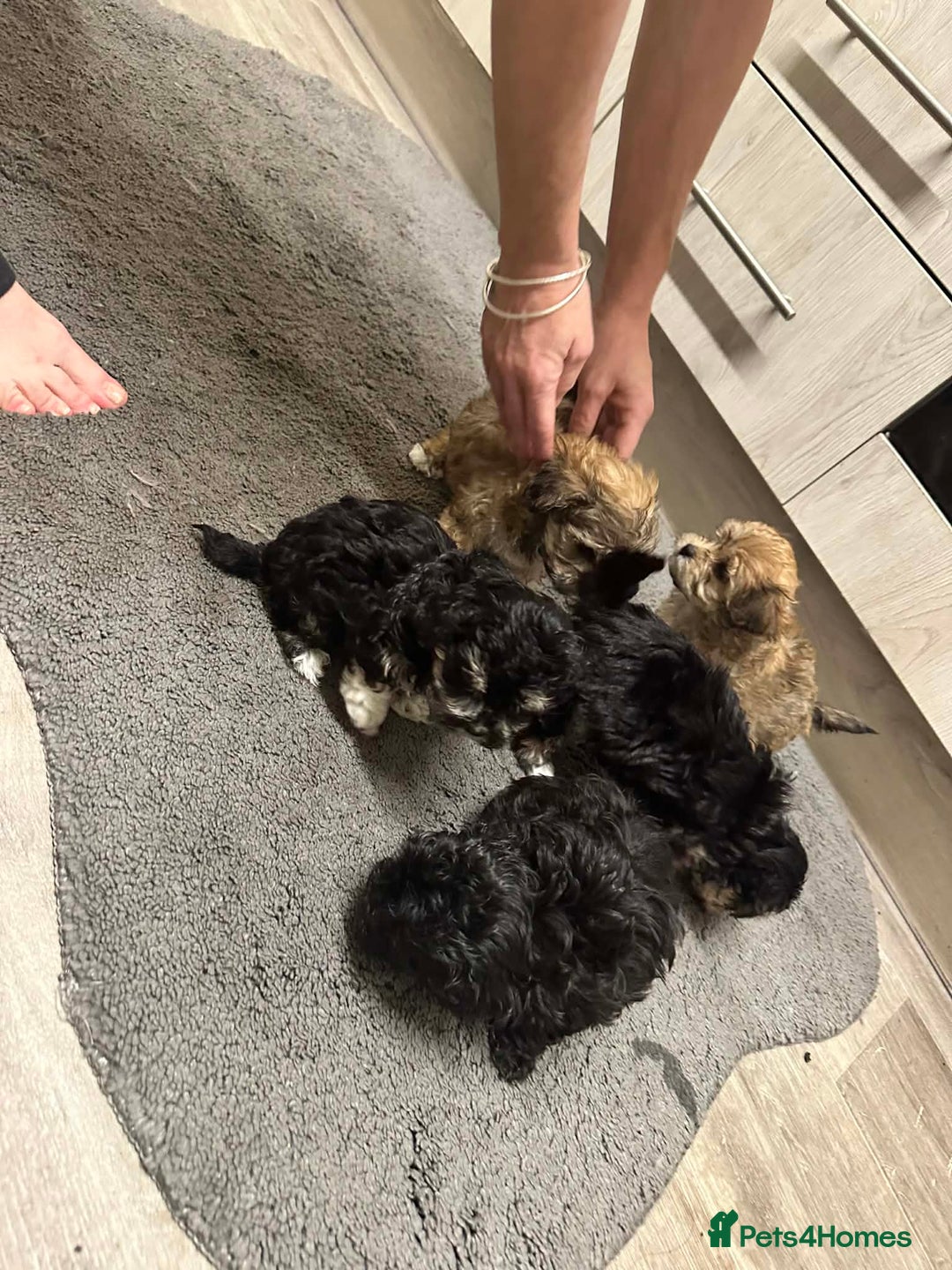 Mixed Breed dogs for sale: Stunning maltipoos  - Advert 4