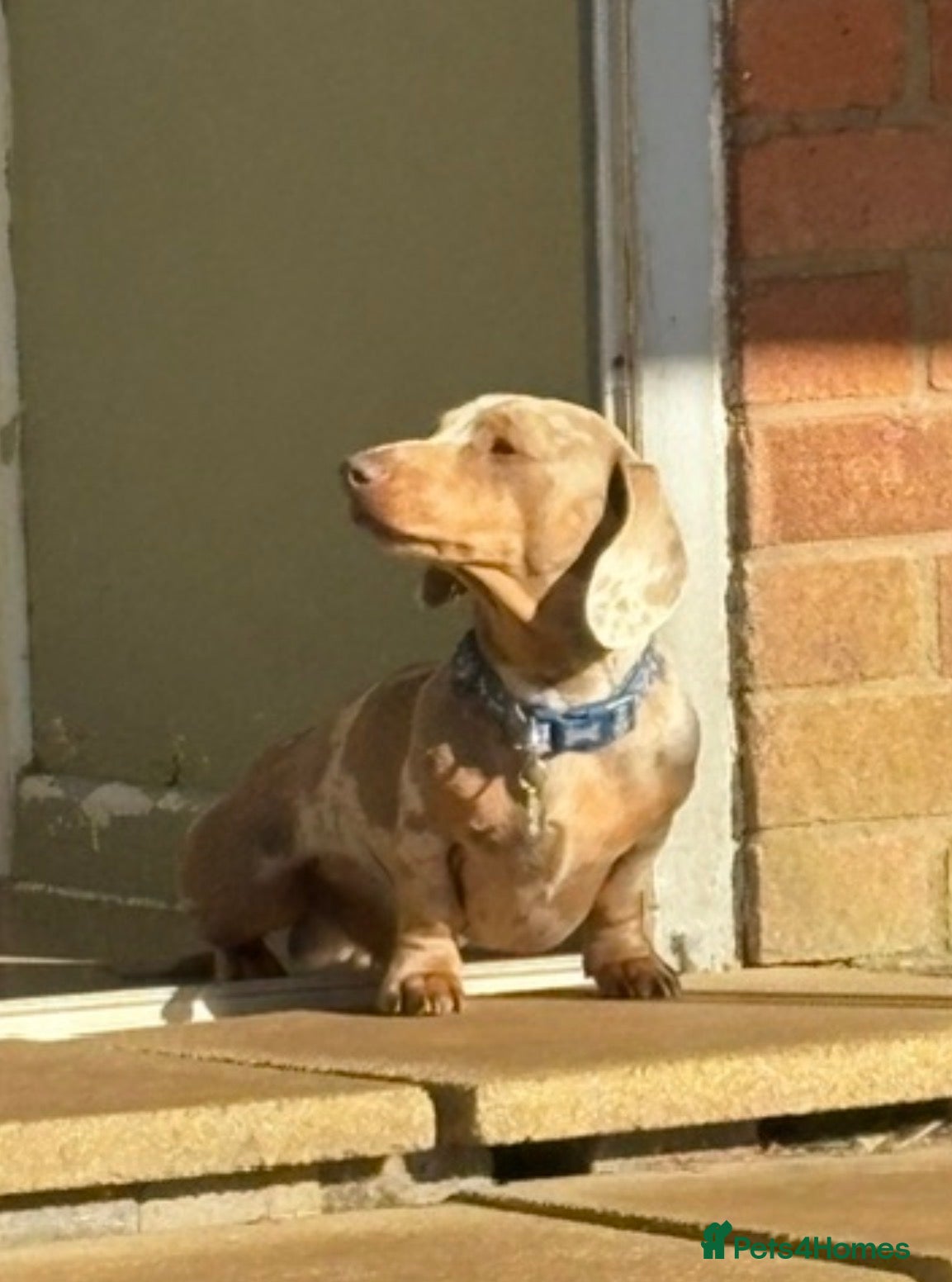 Miniature Dachshund dogs Mini dachshund  - Advert 5