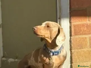 Miniature Dachshund dogs Mini dachshund - Advert 5