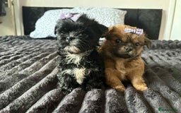 Mixed Breed dogs for sale: Beautiful pups - Image 2