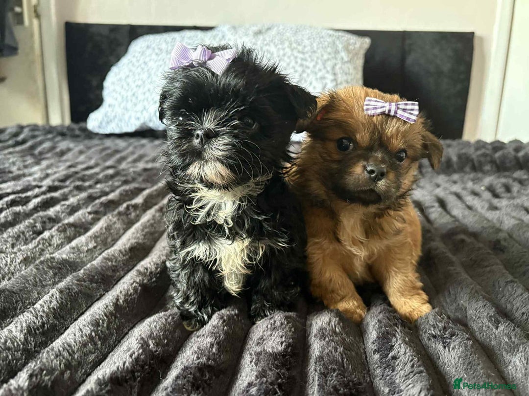 Mixed Breed dogs for sale: Beautiful pups - Image 2