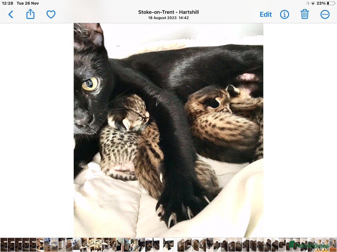 Savannah cats for sale: F3 girls  - Image 17