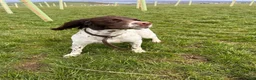 Sprocker dogs for sale: Gorgeous Sprocker Spaniel Puppies! - Advert 20
