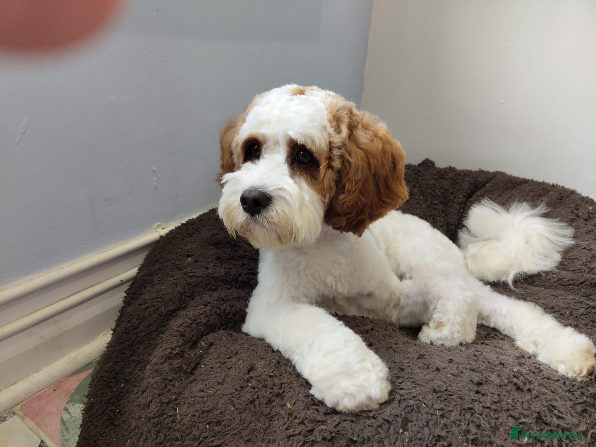 Cavapoo dogs Gorgeous rare white F1 Cavapoo - Advert 1
