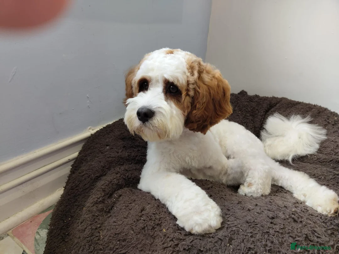 Cavapoo dogs for stud: Gorgeous rare white F1 Cavapoo - Advert 1