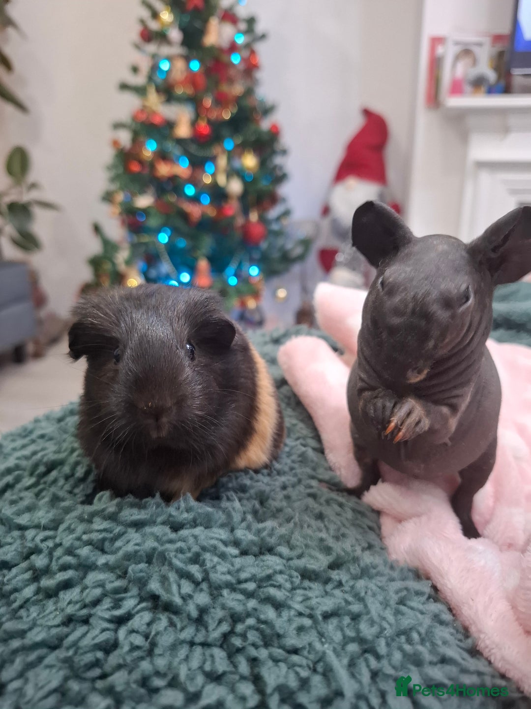 Guinea Pig rodents for sale: Precious piggies 🐷  - Advert 11