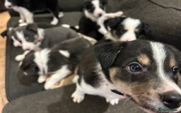 Border Collie dogs for sale: Border collie puppies - Image 4