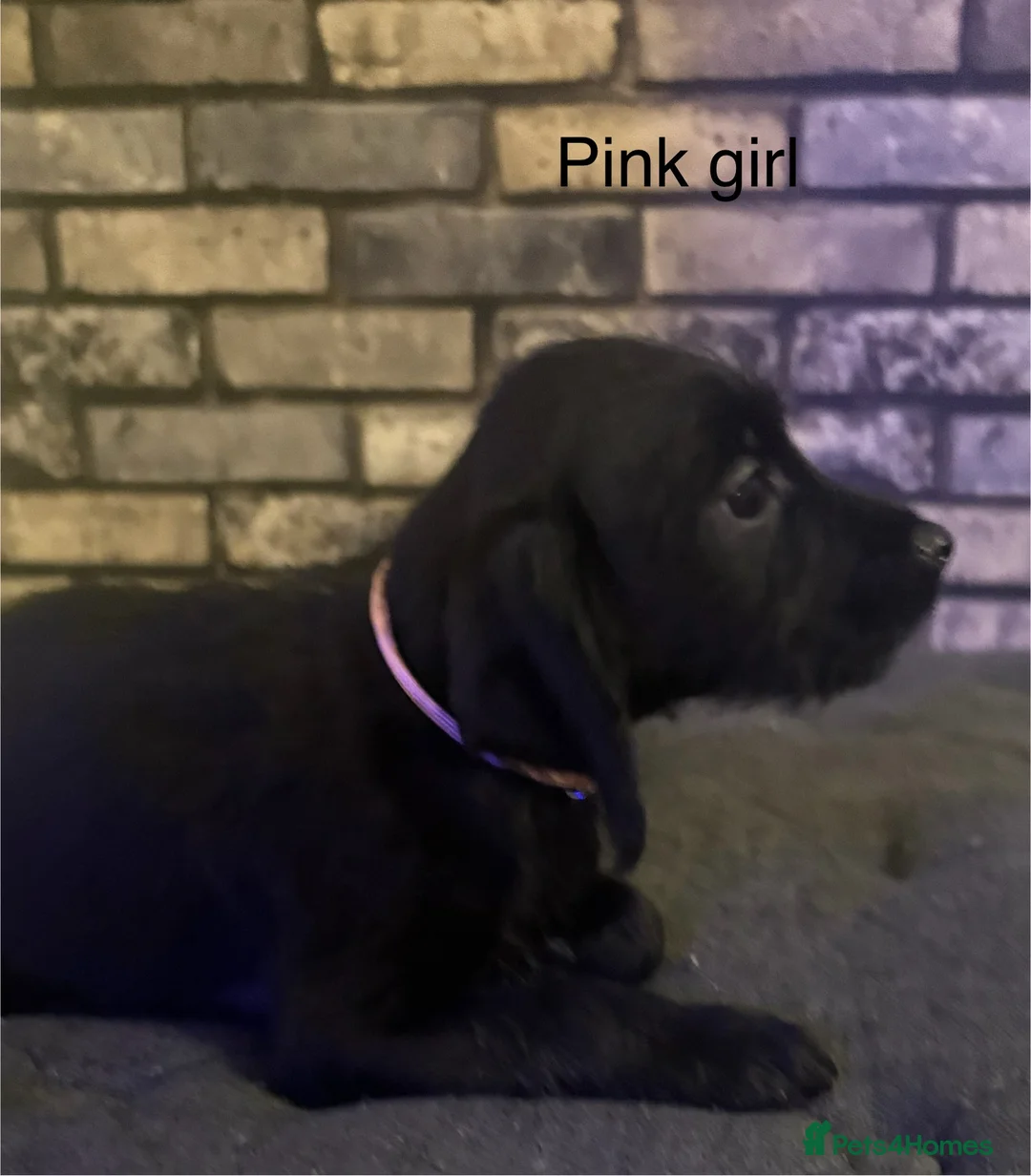 Cockapoo dogs for sale: Beautiful cockapoo puppies  - Advert 11