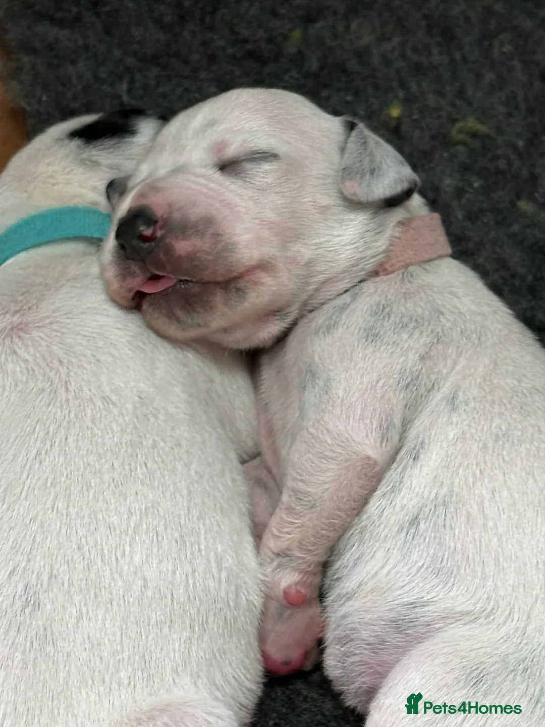 Dalmatian dogs for sale: 15 Dalmation puppies - Advert 2