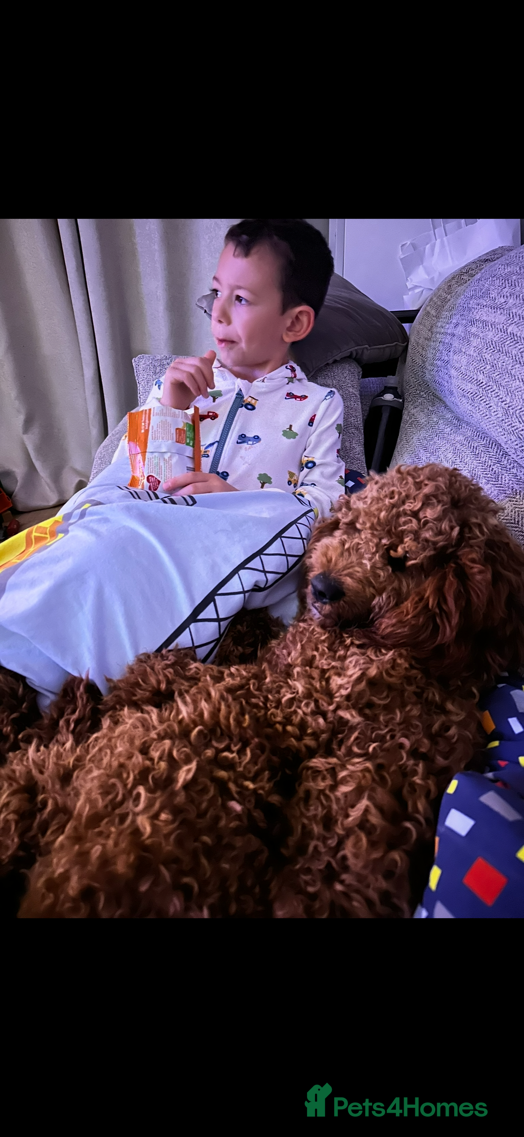 Cavapoo dogs for sale: 2 cavapoos needing to be rehomed together  - Advert 5