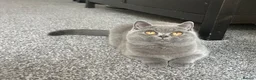 British Shorthair cats for sale: LAST BOY TICA Registered British Shorthair - Advert 4