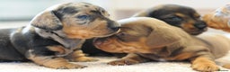 Miniature Dachshund dogs for sale: Beautiful Dappled Miniature Dachshund puppy - Advert 6