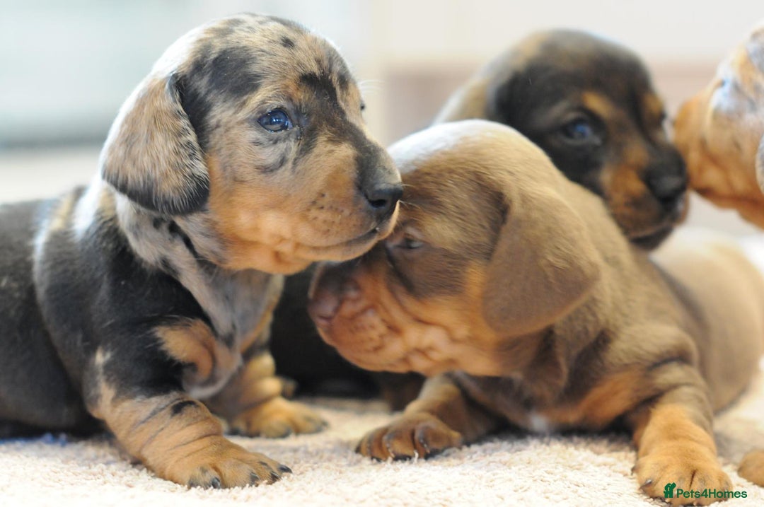 Miniature Dachshund dogs for sale: Beautiful Dappled Miniature Dachshund puppy - Advert 6