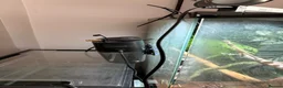 Gecko reptiles for sale: Crested gecko for sale  - Advert 5