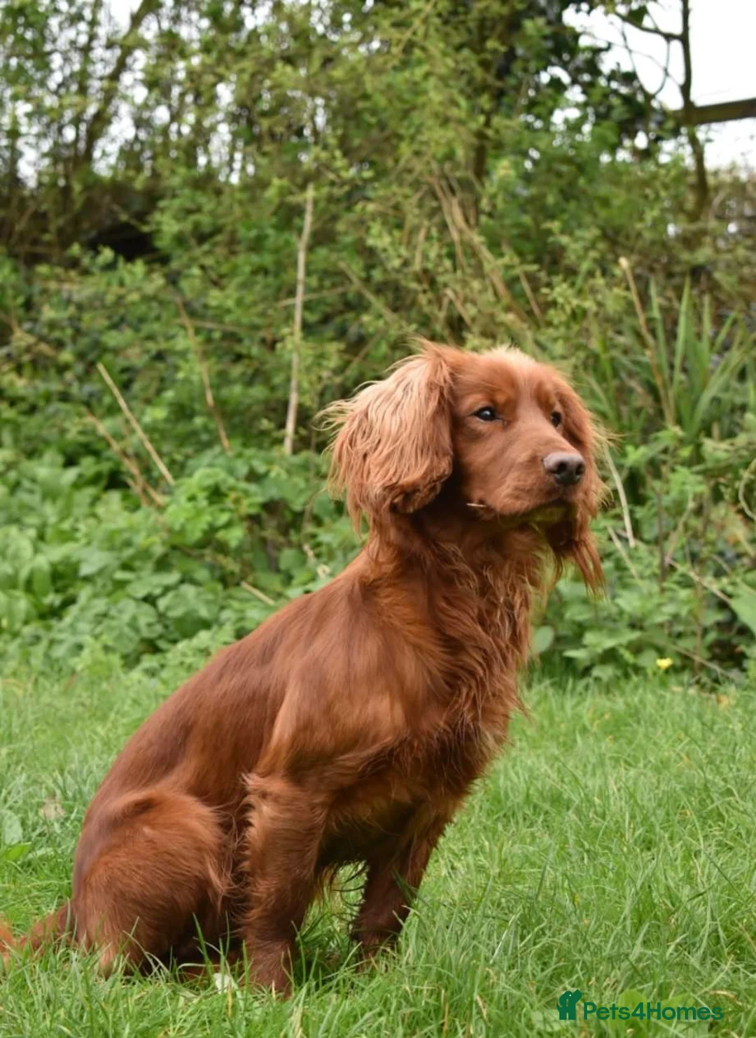 Cocker Spaniel dogs for stud: Working Cocker Spaniel , Cear PRA, FN AMS,PP in Dorchester - Advert 4