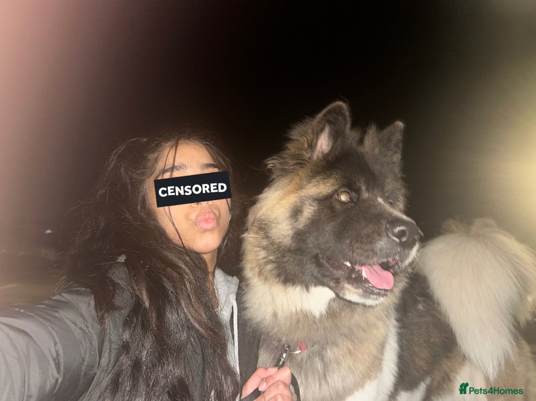 Mixed Breed dogs for sale: American Akita X 1/4 Gsd dog for sale - Advert 2