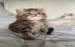 Persian cats for sale: Persian kitten still looking for her forever home  in Gateshead - Image 6