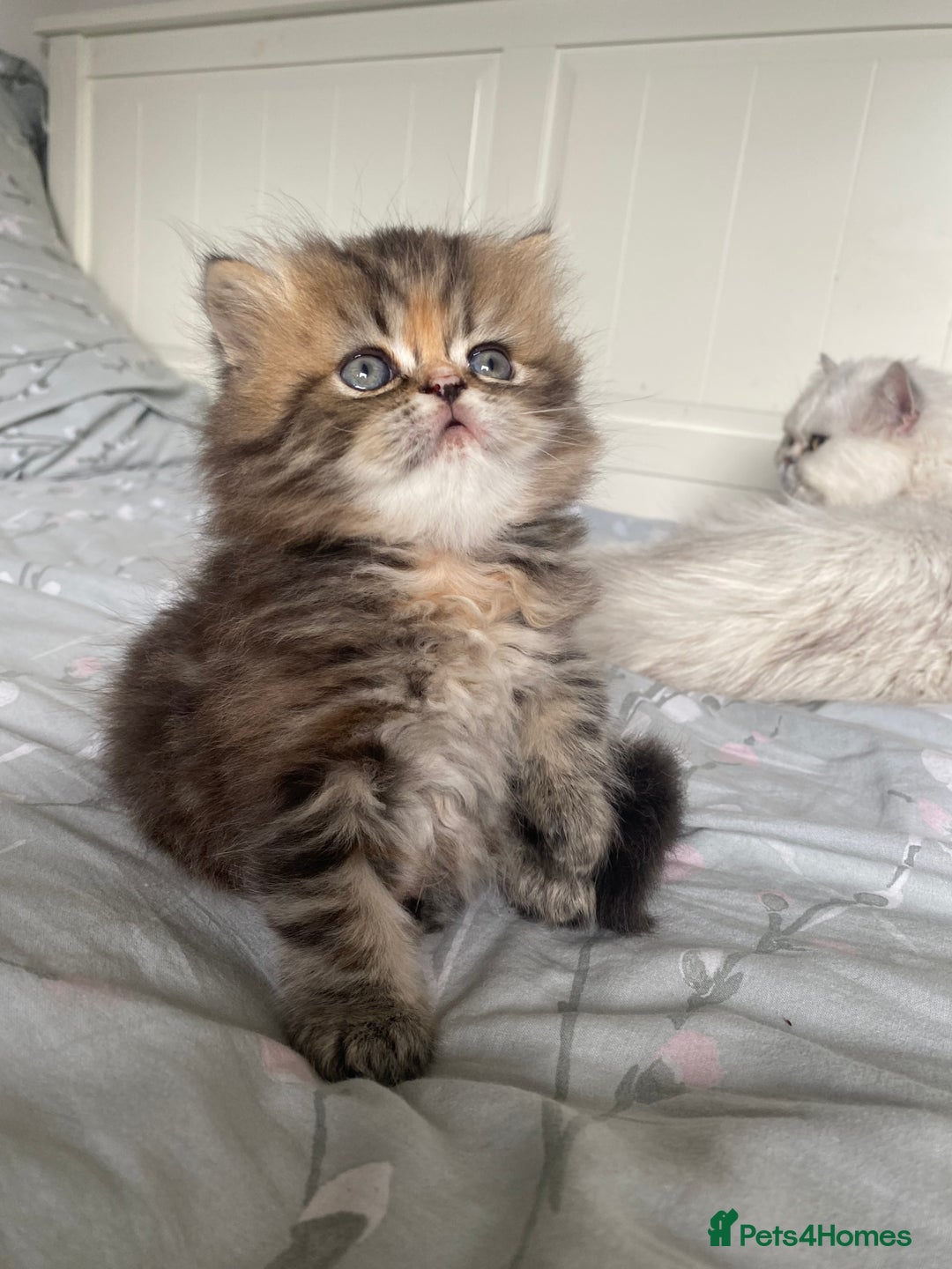 Persian cats for sale: Persian kitten still looking for her forever home  in Gateshead - Image 6