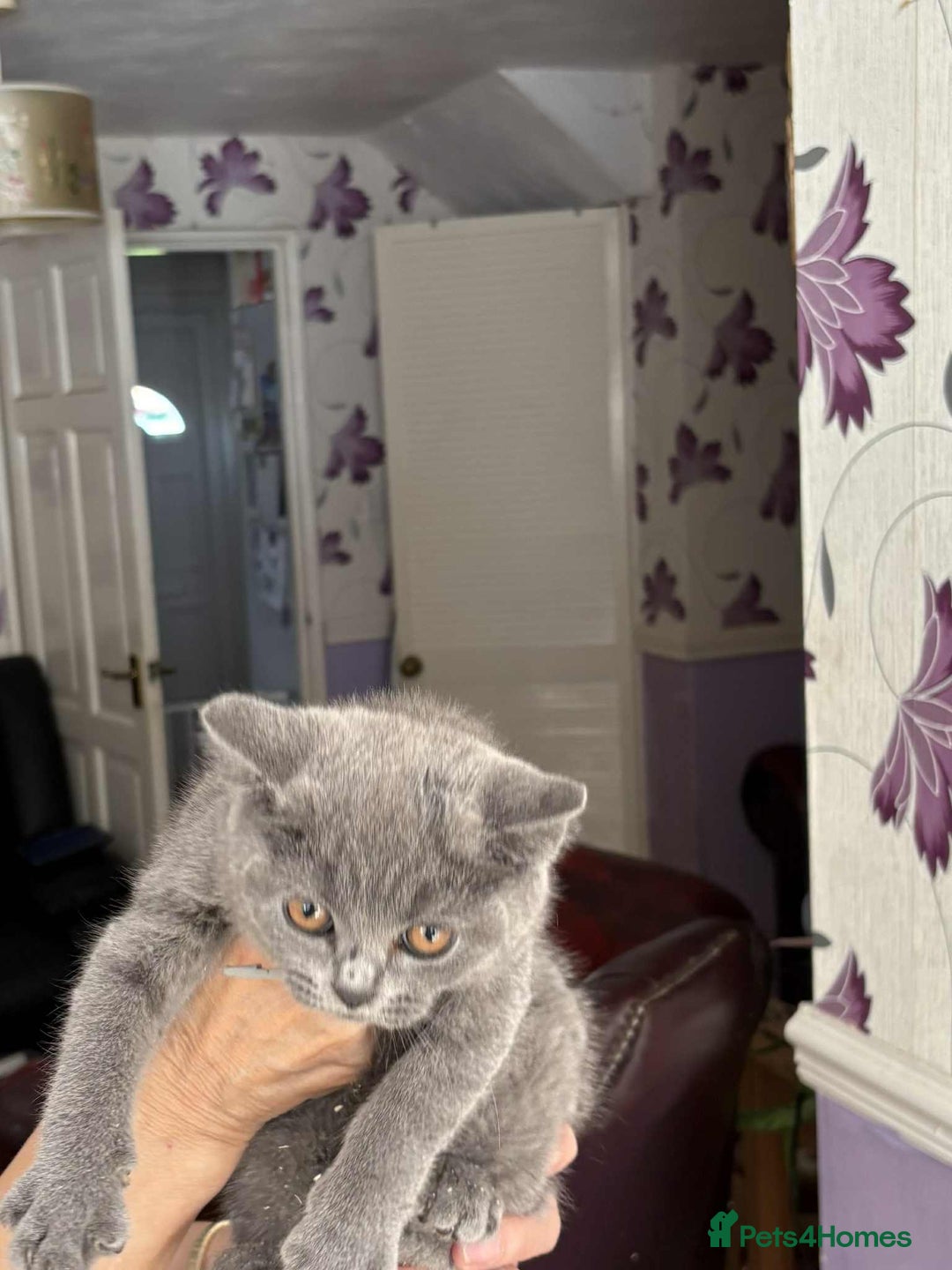 British Shorthair cats for sale: Beautiful blue kittens  - Advert 3