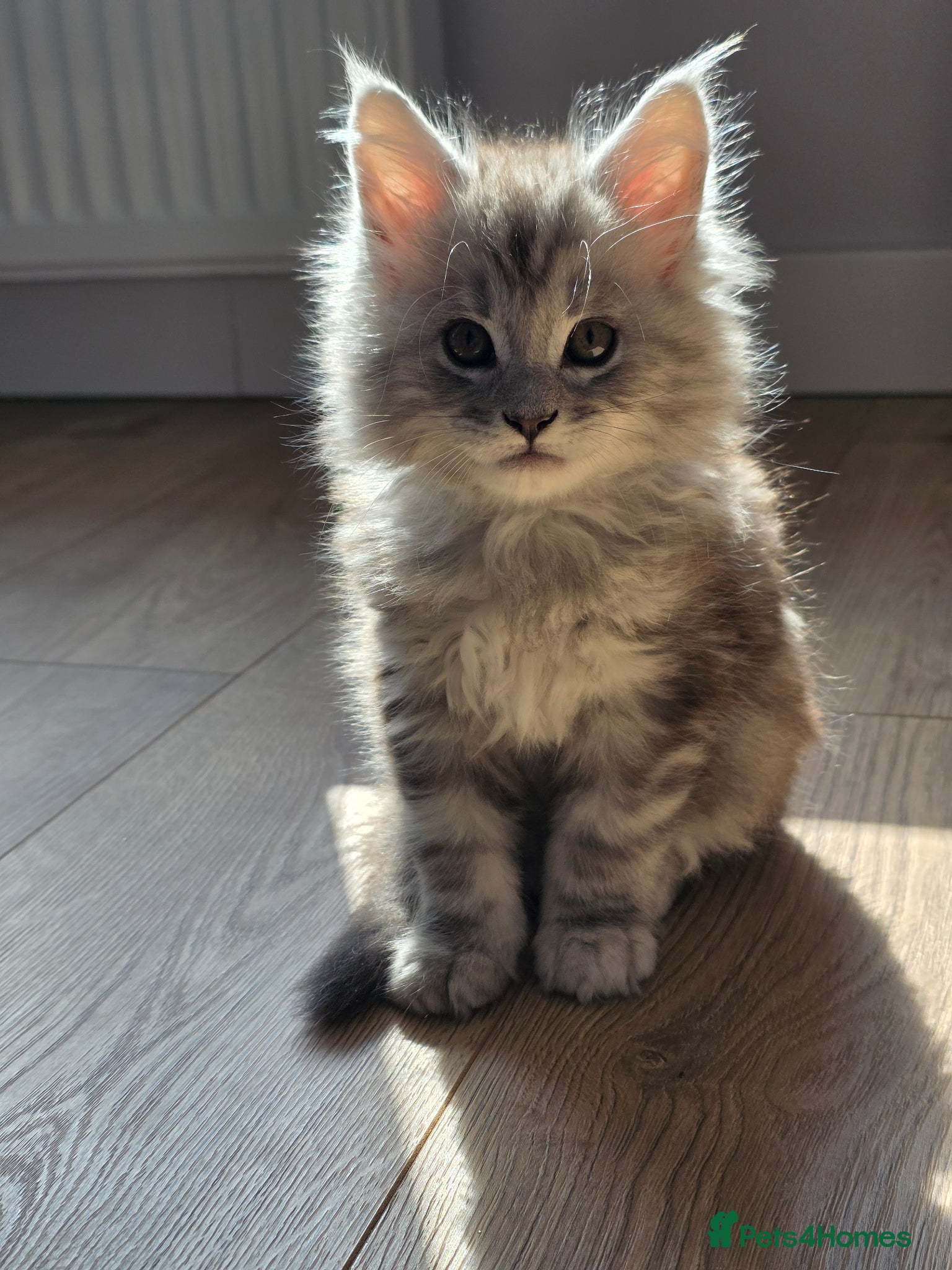 Maine Coon cats  Maine Coon Kittens Looking for Loving Homes!   - Advert 1