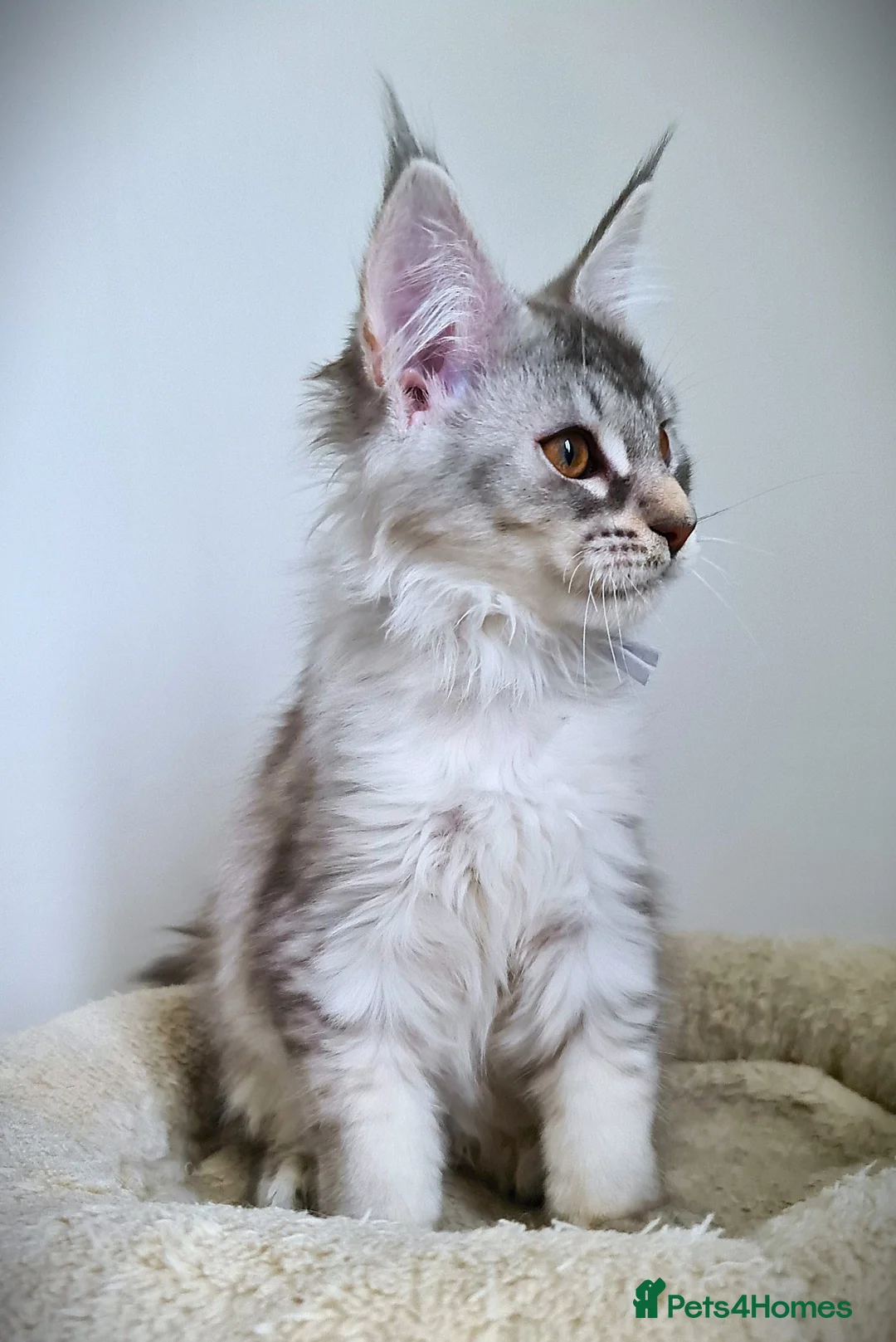 Maine Coon cats for sale: STUNNING 4️⃣ PEDIGREE MAINE COON KITTENS READY ❗❗❗ - Advert 28