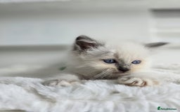 Ragdoll cats for sale: Irresistable Blue Mitted Ragdoll Kittens🙀😻🙀 - Image 33