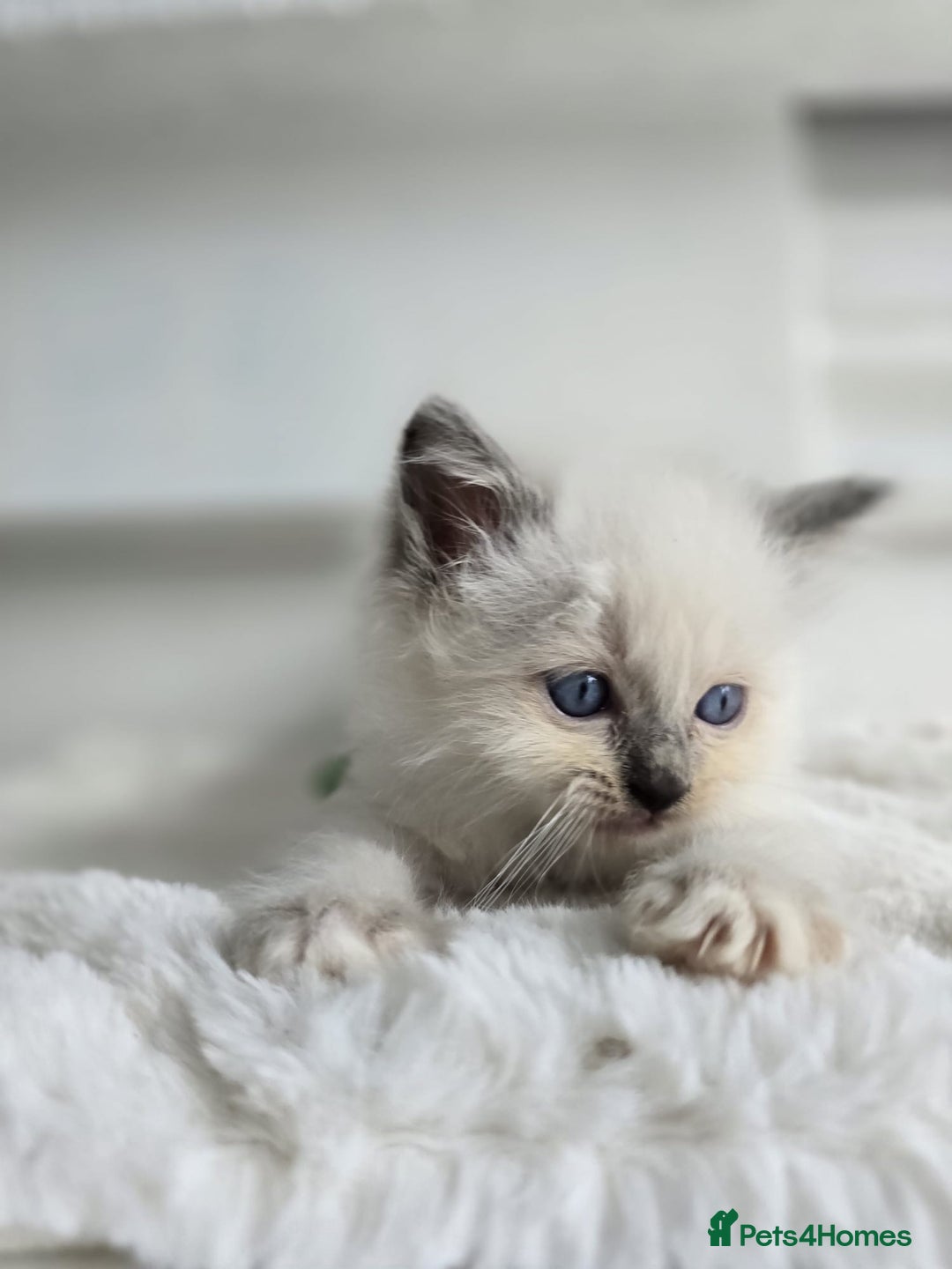 Ragdoll cats for sale: Irresistable Blue Mitted Ragdoll Kittens🙀😻🙀 - Image 33