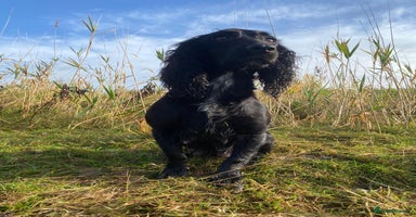 Cocker Spaniel dogs - Advert 14