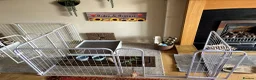 Mini Lop rabbits for sale: Rupert & Ruby – Looking for a Loving Forever Home  - Advert 7