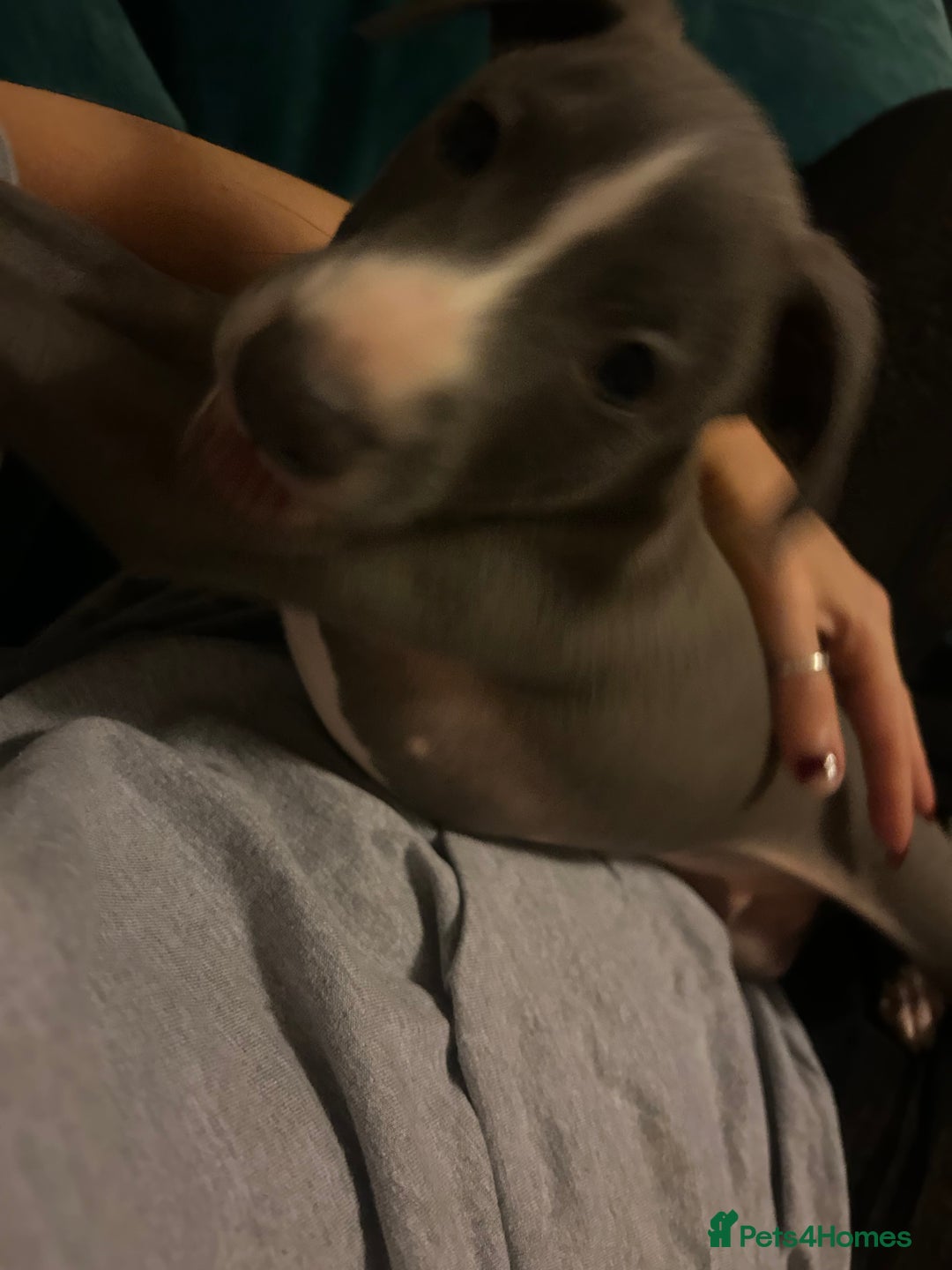 Italian Greyhound dogs for sale: Blue Italian greyhound - Advert 4