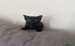 Mixed Breed cats for sale:  Adorable Kittens Ready for Their Forever Homes!  - Image 11