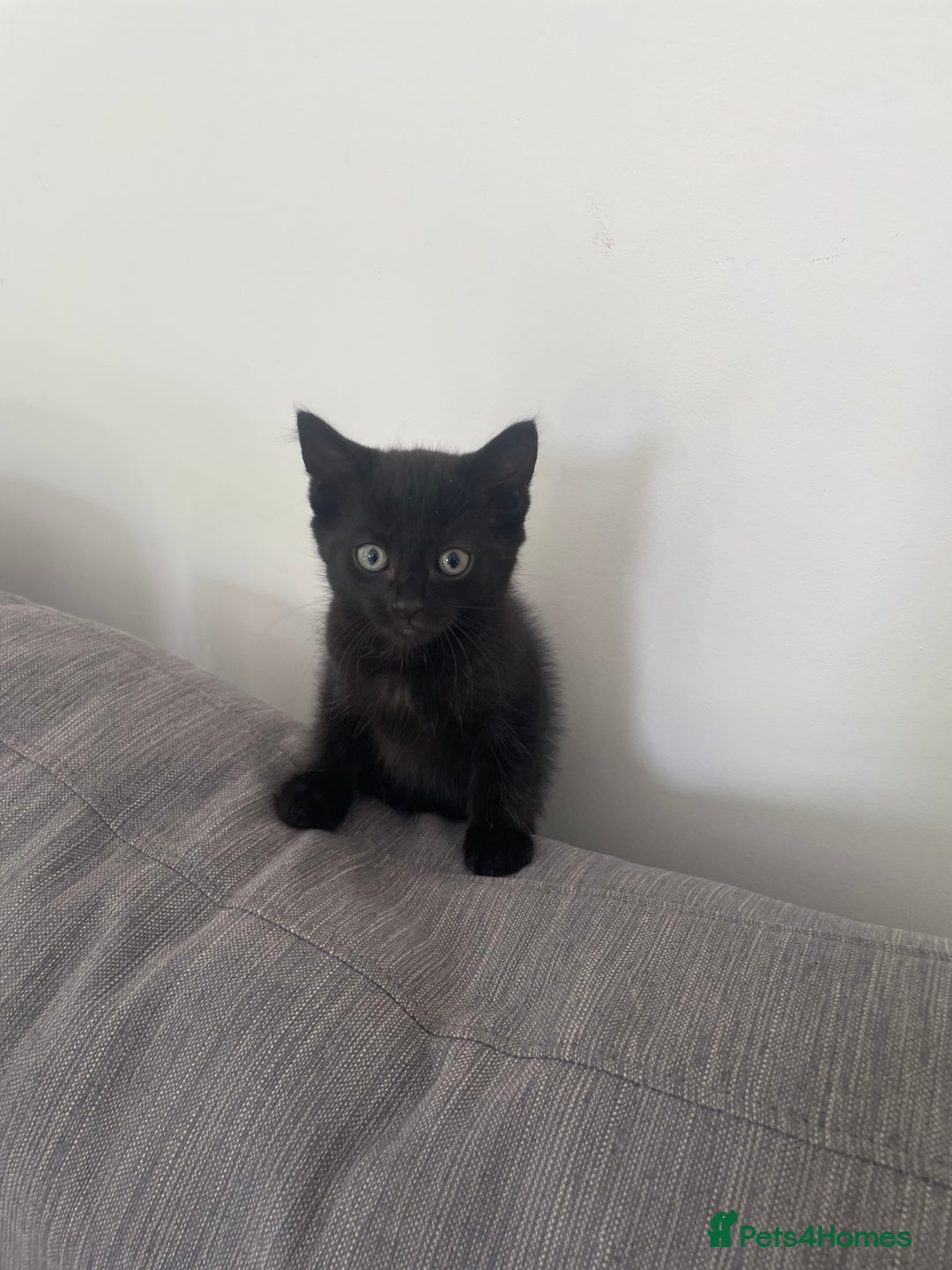 Mixed Breed cats for sale:  Adorable Kittens Ready for Their Forever Homes!  - Image 11
