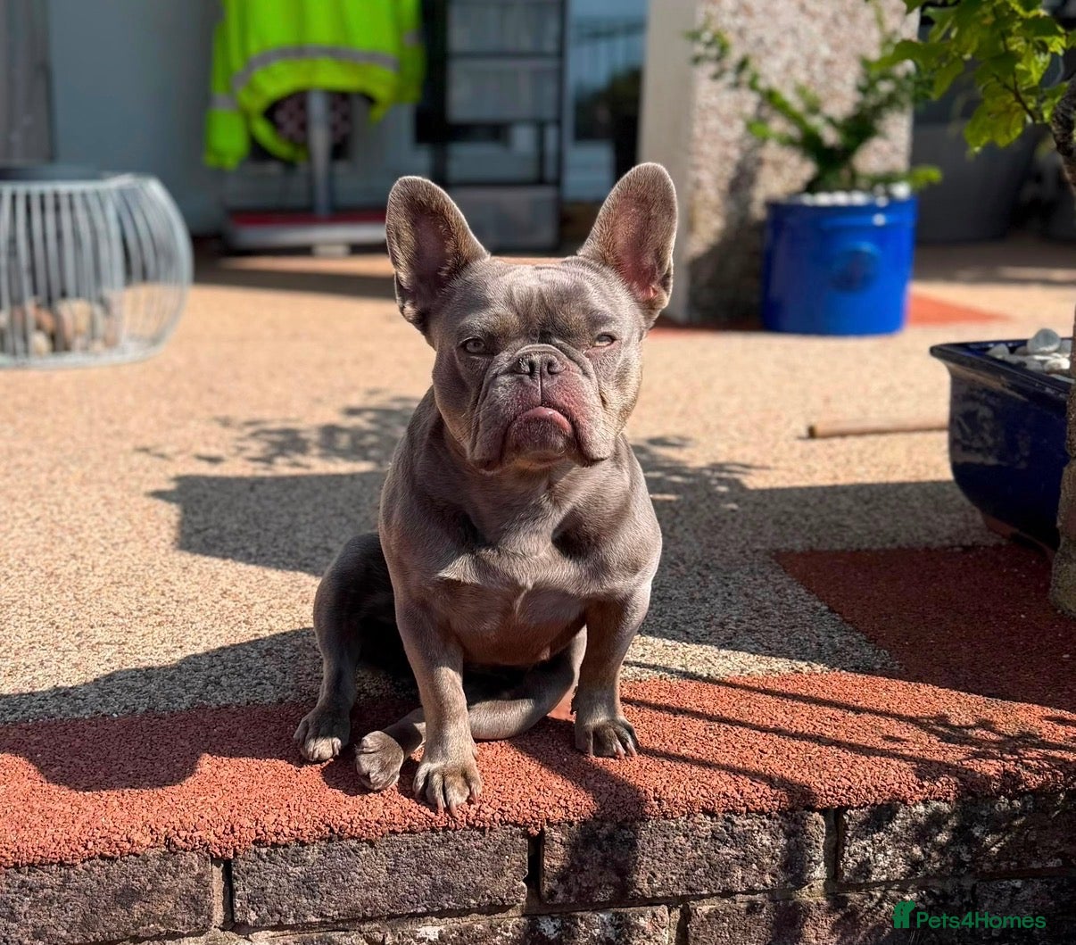 French Bulldog dogs ADULT FRENCH BULLDOG SEEKING HER FOREVER RETIREMEN - Advert 4