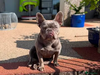 French Bulldog dogs ADULT FRENCH BULLDOG SEEKING HER FOREVER RETIREMEN - Advert 4
