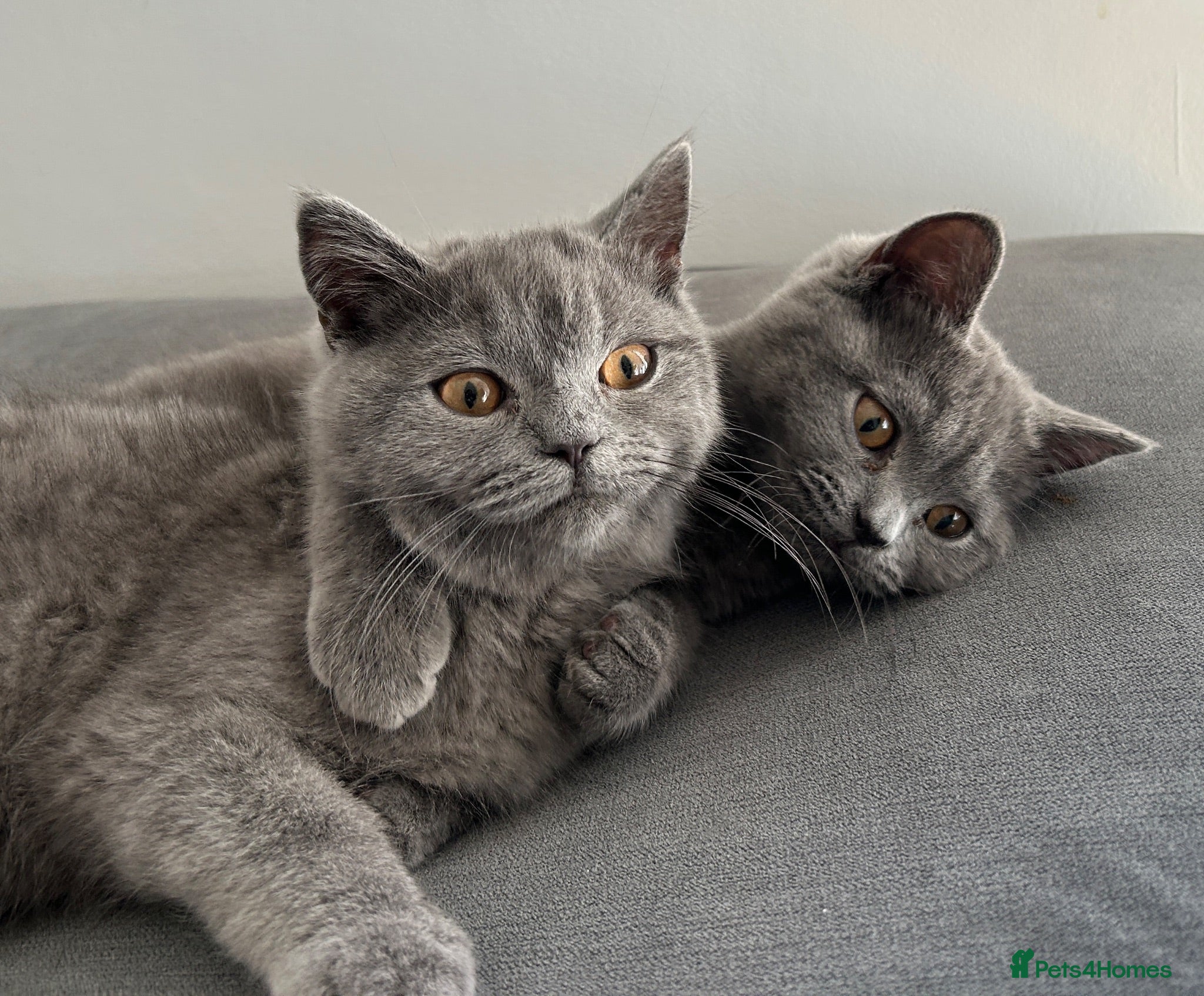 British Shorthair cats pure pedigreeBritish shorthairs kittens - Advert 4