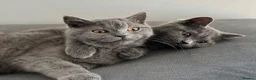 British Shorthair cats for sale: pure pedigreeBritish shorthairs kittens - Advert 1